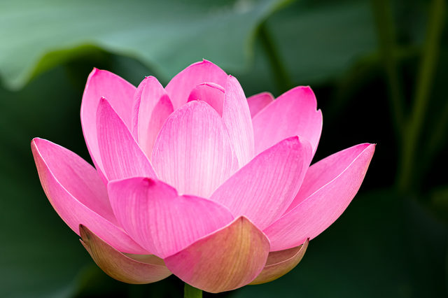 花だけではなく、蓮はまるごと食べることができます